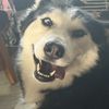 jake
