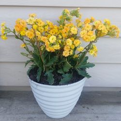 Kalanchoe Succulent Plant 🪴 (B) 