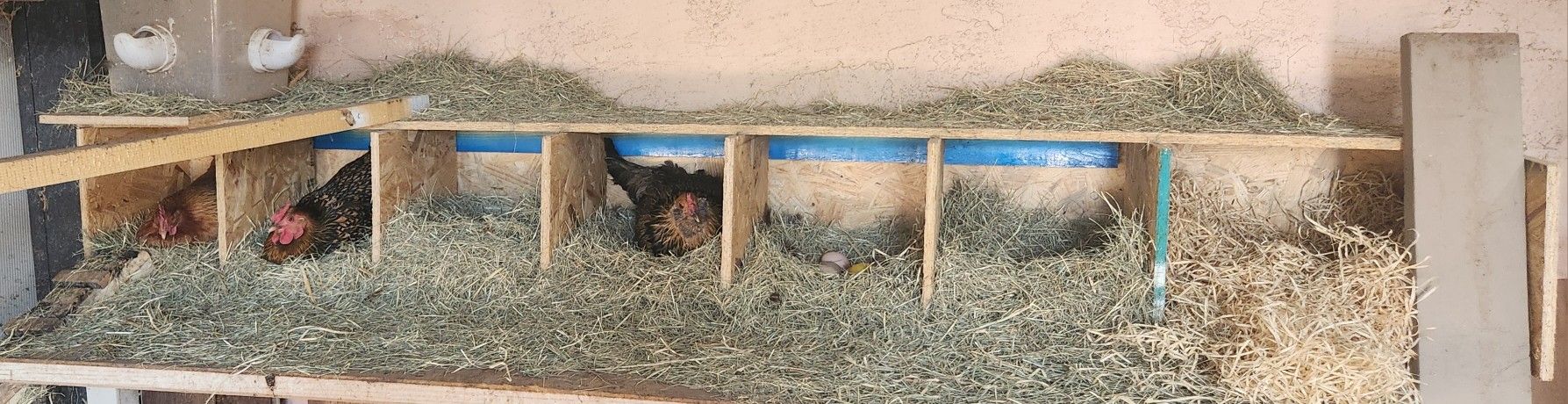 Egg Laying Chicken Boxes