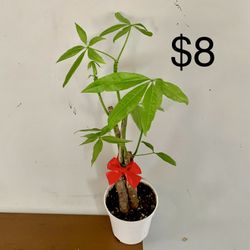 Money Tree Plant