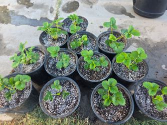 Strawberry Plants