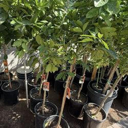 Moro Blood Orange 🍊Trees 4 1/2 The Tall Are they blooming yet? $55 Each Price Firm 