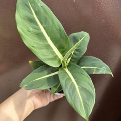 4” Dieffenbachia Sterling 