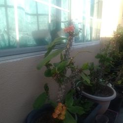 Beautiful Plant