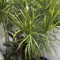 DRACAENA PLANTS FOR SALE IN CONTAINERS POTS