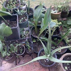 Aloe Vera Elephant food Canna Lilies So Many Plants To Choose From
