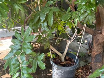 Longan Tree- flowering