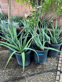 Part Five Of The great selection of  amazing plants