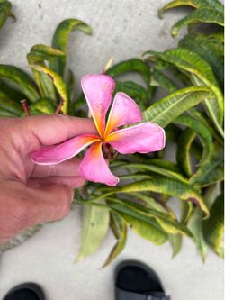 Plumeria Cuttings 🌸