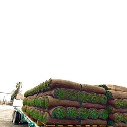Sod- Grass - For Sale 