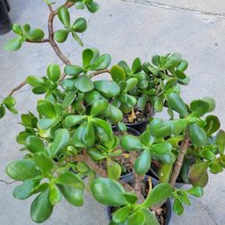 Jade Plants Only $5 Each