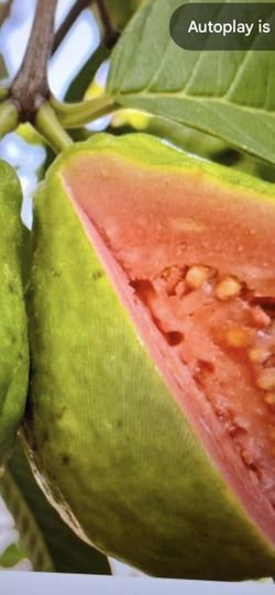 Tropical Fruit Trees 