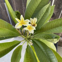 Plumerias Rooted/Mature