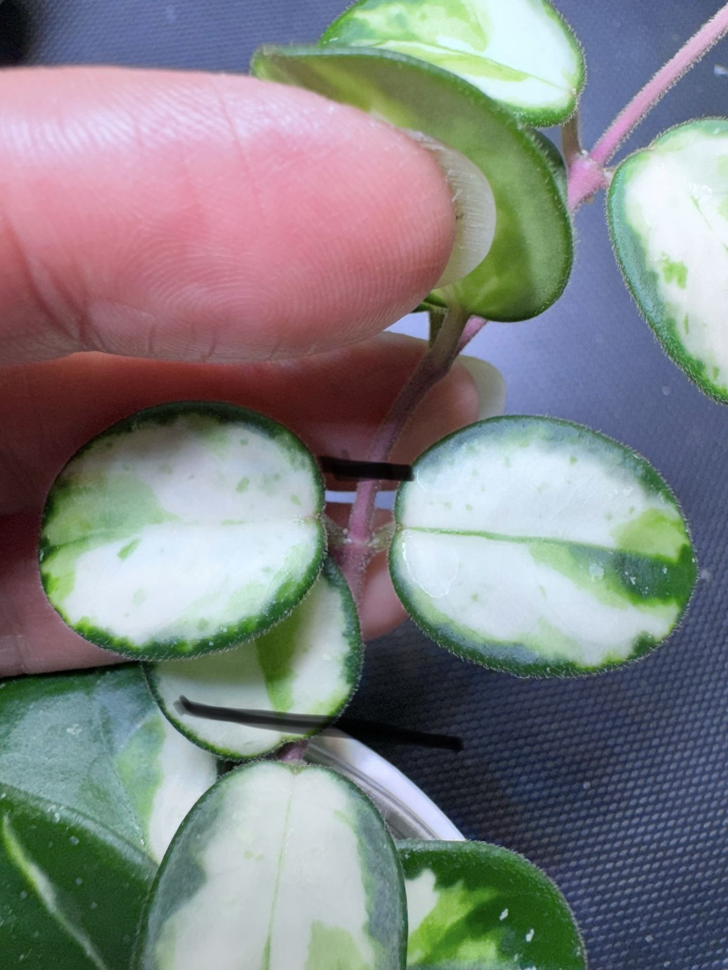 Hoya Mathilde Variegated