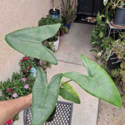 Alocasia ZEBRINA Plant $25