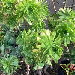 Big Succulent $5.