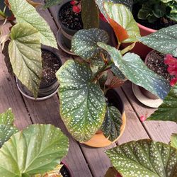 Angel wing begonia house plants