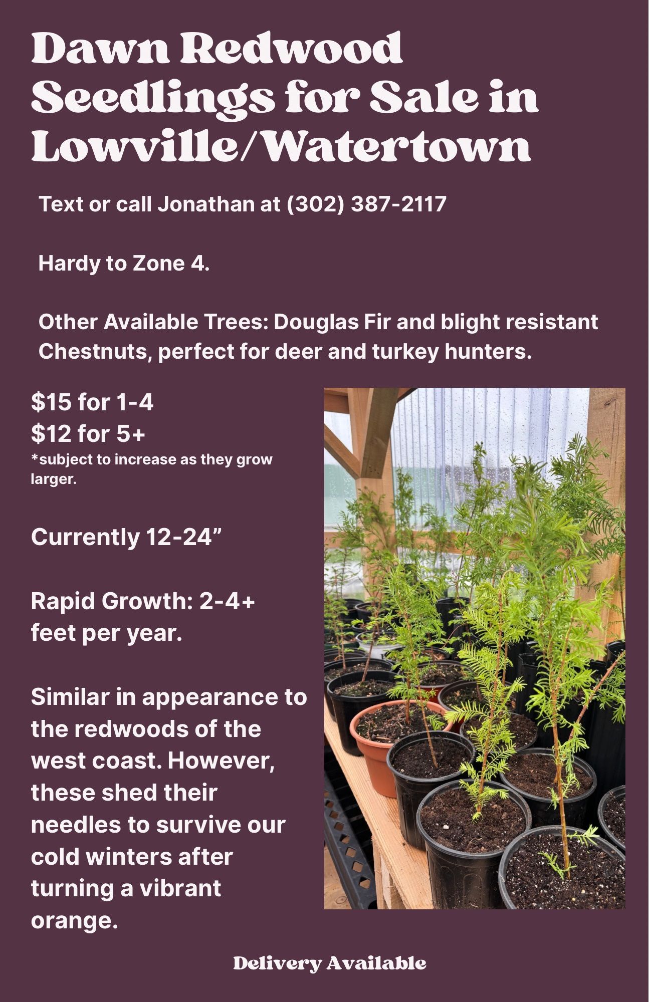 Dawn Redwood Trees 12-24”