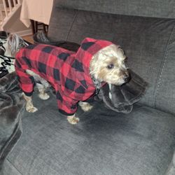 Dog Clothes