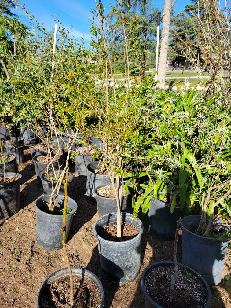 Pomegranate Tree