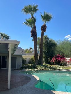 Palm trees