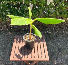 Healthy Banana Tree