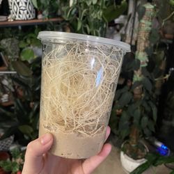 Hydei Fruit Fly Cultures 