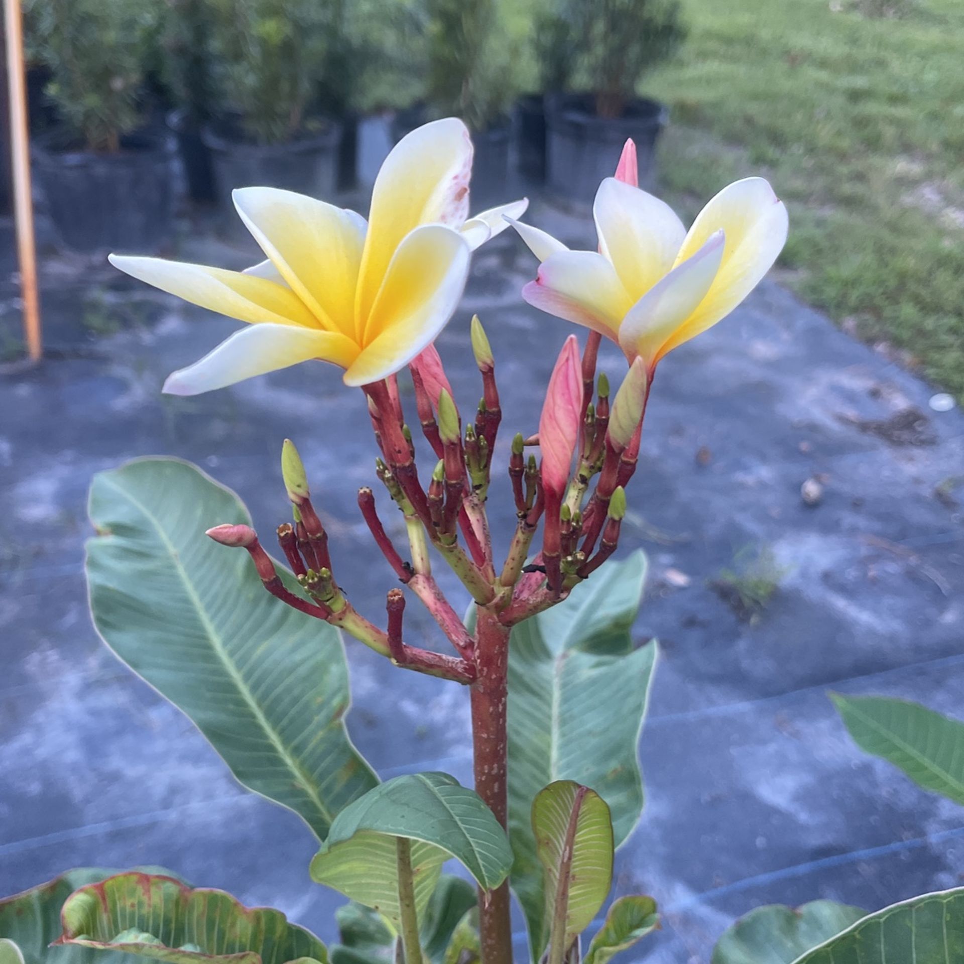 Hawaii Plumeria Tree 4ft