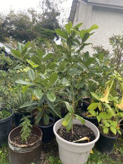 Tengo Una Duda Planta De Magnolia Ala Venta Grande En Maceta De 15 Galones 