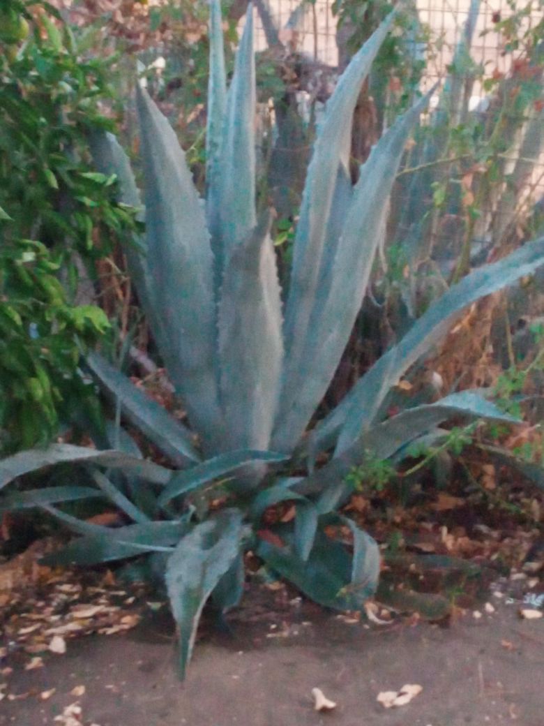 *****FREE***Large Agave Plant***