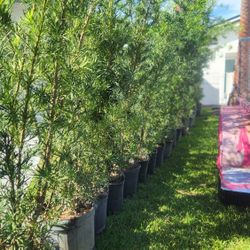 Beautiful Podocarpus Plants For Inmediate Privacy!!! 6 Feet Tall!! Fertilized 