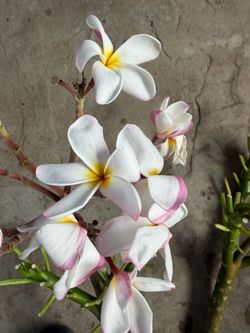 Cutting plumeria