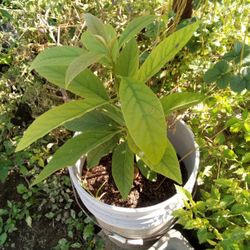 Plants Aguacate