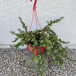 Succulent Plant In Hanging Pot