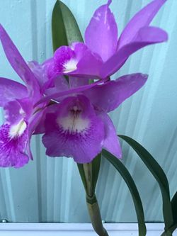 Cattleya