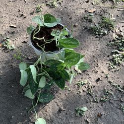 Satin Pothos Plant 