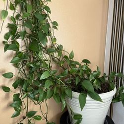 house plant