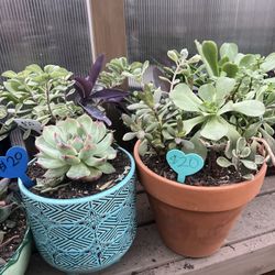 Many succulent Planters