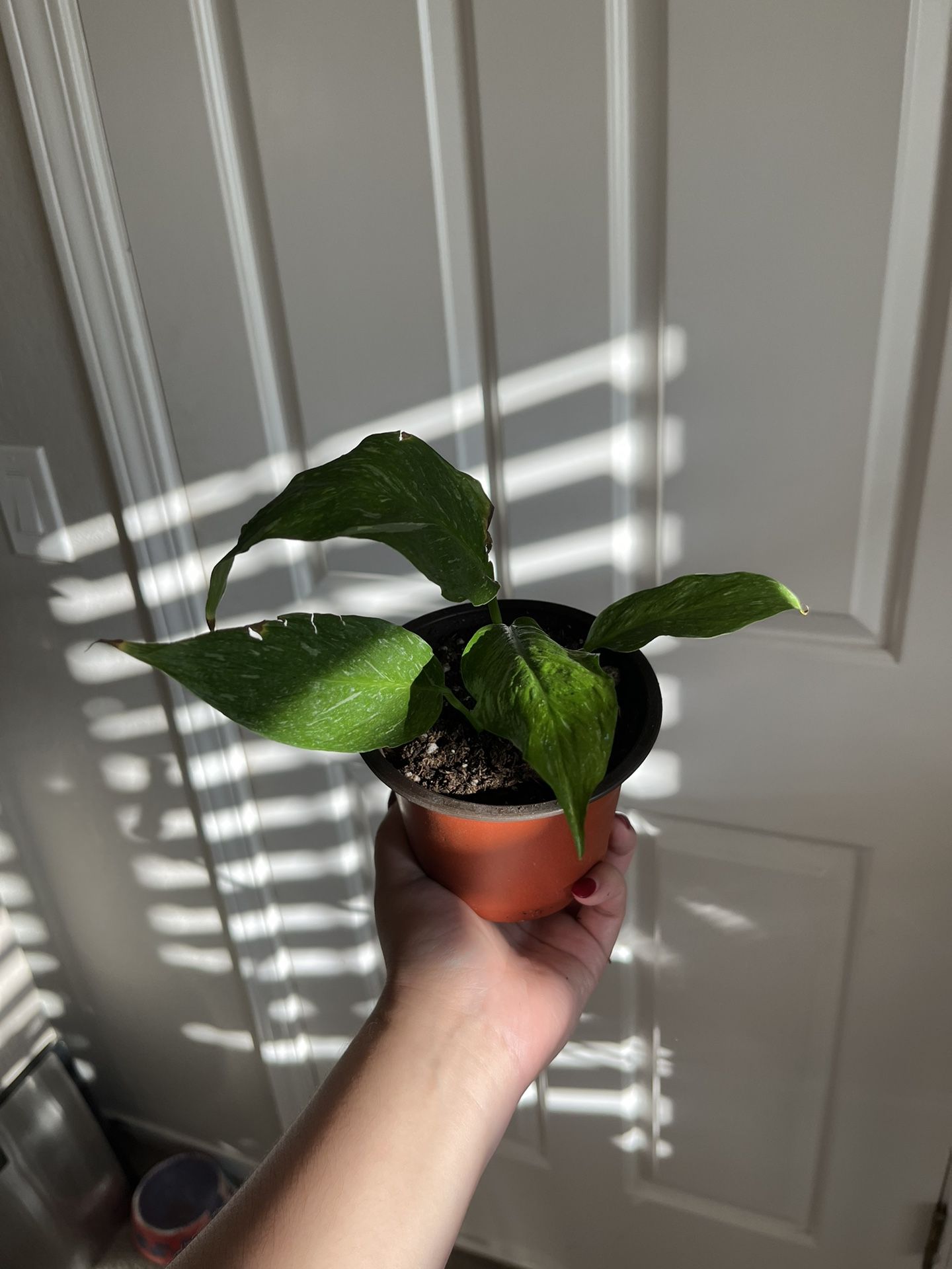 Variegated Peace Lily Plant 