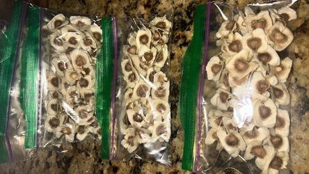 Moringa Seeds 50pcs