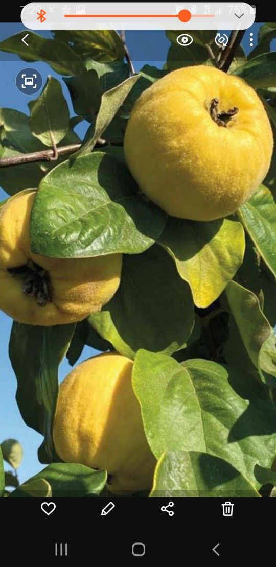 Membrillo