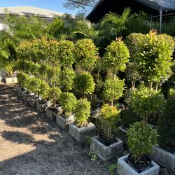 Topiary Triple Balls In 3 gls Pot. SPECIAL PRICE🤩