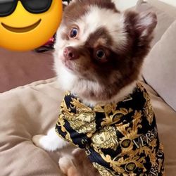 Brand New Dog Shirt