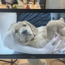 Dell 20” Monitor