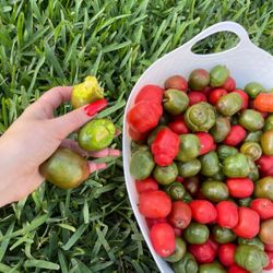 Spanish , Jocote Plums , Jamaican Fruit Plums Box 