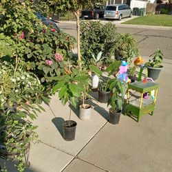 plantas Y  Y ropa en 2050  Valley Oak Way Livingston Calif 
