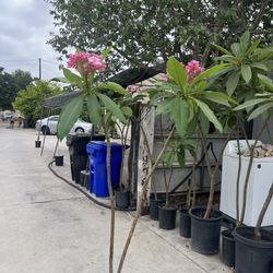 Plumeria