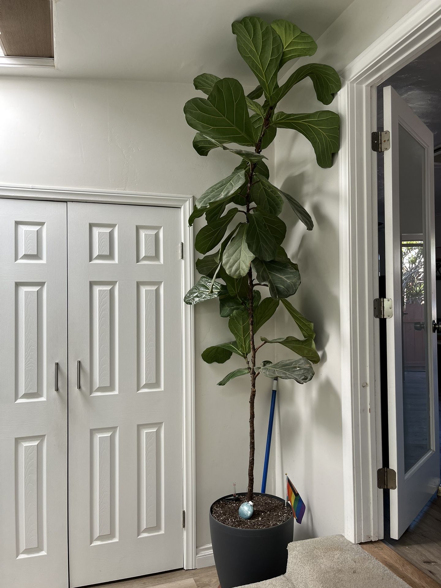 Giant Fiddle Leaf Fig Self Watering Pot Included
