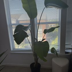 Live Birds Of Paradise Plant - MUST GO BEST OFFER 