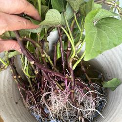 Organic Rooted Purple Sweet Potatoes Slip
